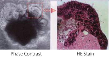 MBG-PMW20-1001-3D细胞培养用热可逆凝胶-细胞培养用试剂-wako富士胶片和光
