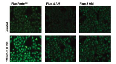 Enzo活细胞荧光染色——钙离子检测试剂盒 FluoForte&#174;-试剂盒-wako富士胶片和光