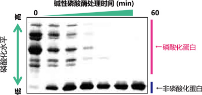 日本和光Wako-磷酸化蛋白—Phos-tag&trade; 丙烯酰胺-蛋白研究-wako富士胶片和光