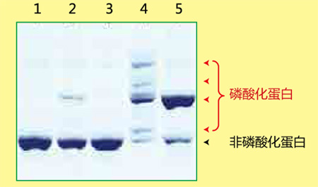 日本和光Wako-磷酸化蛋白—Phos-tag&trade; 丙烯酰胺-蛋白研究-wako富士胶片和光
