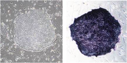 StemSure&#174; Serum Repl-日本和光Wako 干细胞 ES细胞・iPS细胞培养用血清代替品-细胞培养-wako富士胶片和光