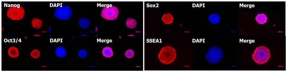 StemSure&#174; Serum Repl-日本和光Wako 干细胞 ES细胞・iPS细胞培养用血清代替品-细胞培养-wako富士胶片和光