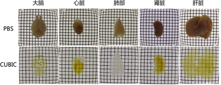 组织透明化,组织透明化原理-wako富士胶片和光