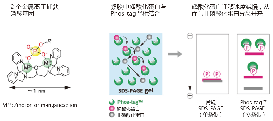 磷酸化蛋白提取-日本和光Wako磷酸化蛋白提取-SuperSep Phos-tag&trade; 预制胶-蛋白研究-wako富士胶片和光