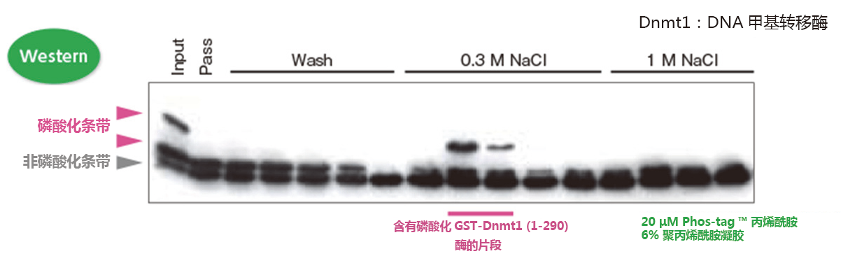 磷酸化蛋白提取-日本和光Wako磷酸化蛋白提取-SuperSep Phos-tag&trade; 预制胶-蛋白研究-wako富士胶片和光