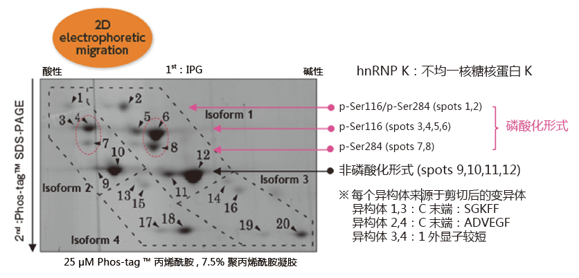 磷酸化蛋白提取-日本和光Wako磷酸化蛋白提取-SuperSep Phos-tag&trade; 预制胶-蛋白研究-wako富士胶片和光