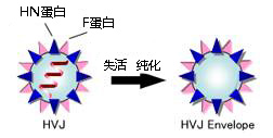 细胞融合试剂-Cosmo细胞融合试剂-EX仙台病毒包膜细胞融合试剂-细胞培养用试剂-wako富士胶片和光
