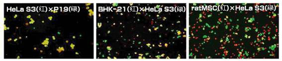 细胞融合试剂-Cosmo细胞融合试剂-EX仙台病毒包膜细胞融合试剂-细胞培养用试剂-wako富士胶片和光
