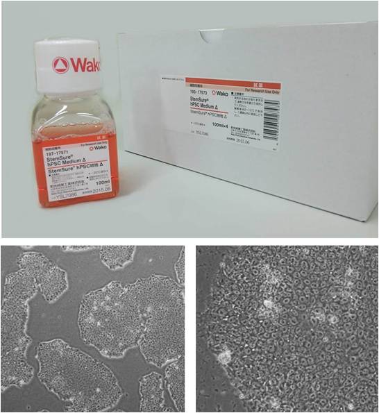 干细胞-Wako和光干细胞-人多能性干细胞无血清培养基-细胞培养-wako富士胶片和光