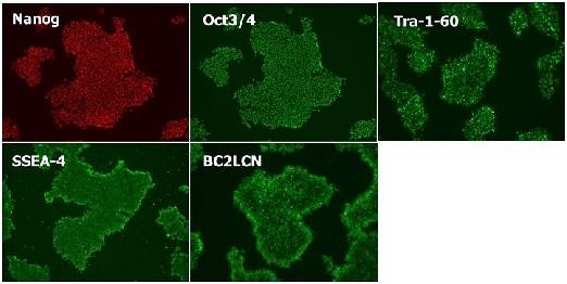 干细胞-Wako和光干细胞-人多能性干细胞无血清培养基-细胞培养-wako富士胶片和光