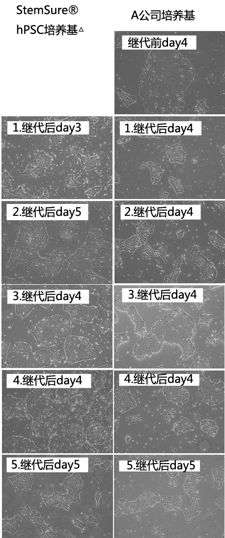 干细胞-Wako和光干细胞-人多能性干细胞无血清培养基-细胞培养-wako富士胶片和光