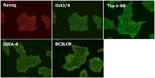 干细胞-Wako和光干细胞-人多能性干细胞无血清培养基-细胞培养-wako富士胶片和光