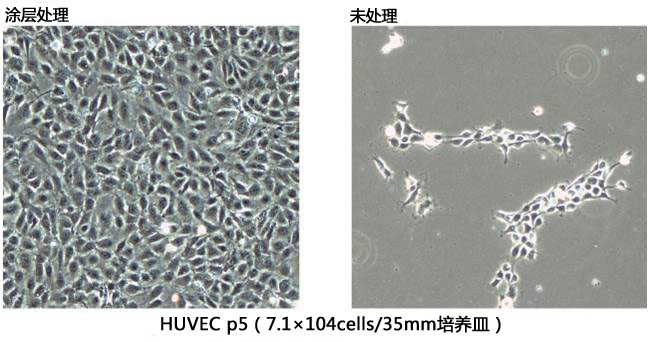 细胞培养-细胞外基质—cellnest人Ⅰ型重组胶原蛋白肽-细胞培养-wako富士胶片和光