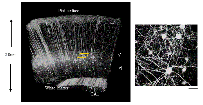193-18455-生物体组织透明化新技术-SCALEVIEW&#174;-A2-透明组织化-wako富士胶片和光
