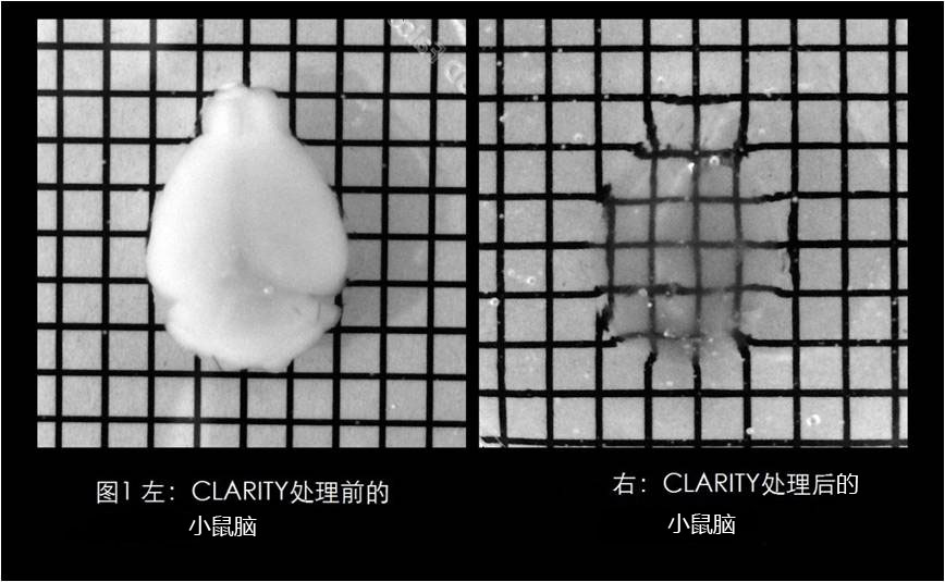 223-02112  VA-044-日本和光CLARITY技术透明组织化试剂VA-044-透明组织化-wako富士胶片和光