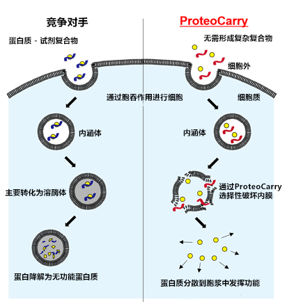 FDV-0015-Funakoshi-新型蛋白转染试剂：ProteoCarry-转染试剂-wako富士胶片和光