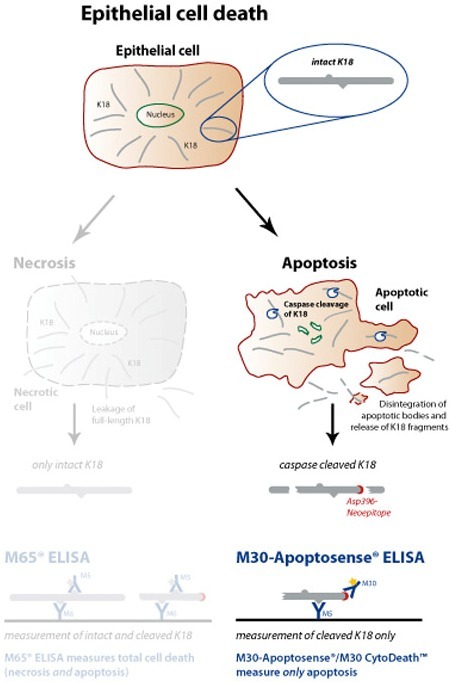 M30 Apoptosense&#174; ELISA（细胞凋亡检测试剂盒）-细胞凋亡-wako富士胶片和光