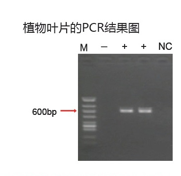 604-21469-无需DNA抽提新型PCR扩增缓冲液-缓冲液-wako富士胶片和光