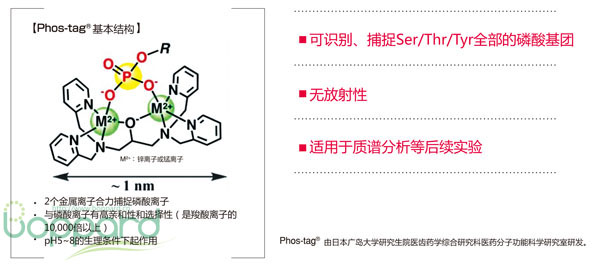 305-93551-磷酸化蛋白 Phos-tag Mass Analytical Kit-磷酸化蛋白提取-wako富士胶片和光