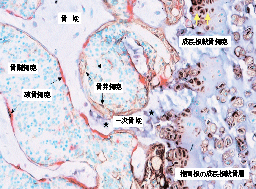 294-67001-骨组织染色——TRAP/ALP染色试剂盒-试剂盒-wako富士胶片和光