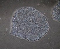 RCHEMD006-ReproFF2 ES/iPS干细胞培养基-细胞培养-wako富士胶片和光