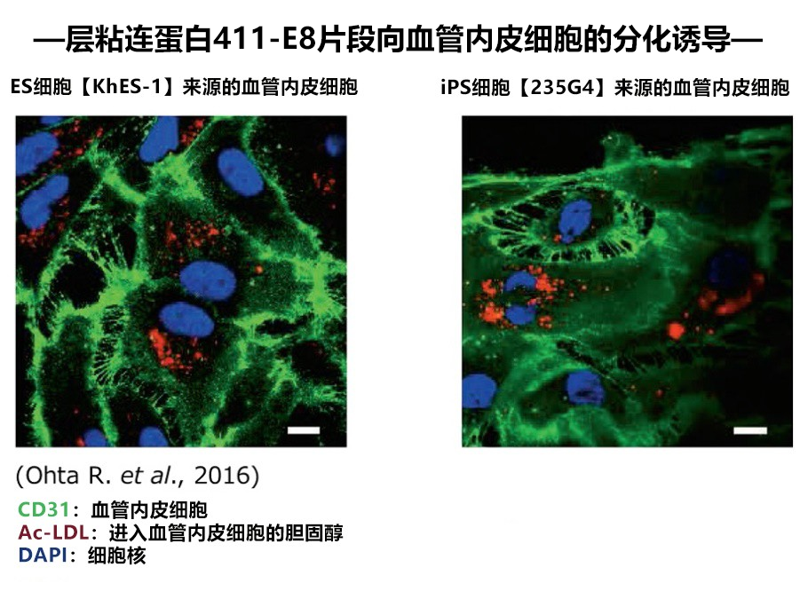 iMatrix-411-血管内皮细胞的分化诱导用粘连蛋白-干细胞-wako富士胶片和光