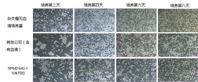 081-10381Wako日本和光杂交瘤无血清培养基-细胞培养-wako富士胶片和光