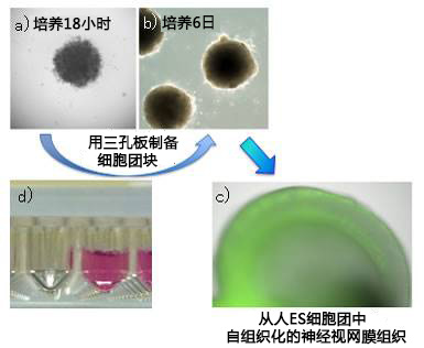 PrimeSurface低吸附细胞培养板-细胞培养板-wako富士胶片和光