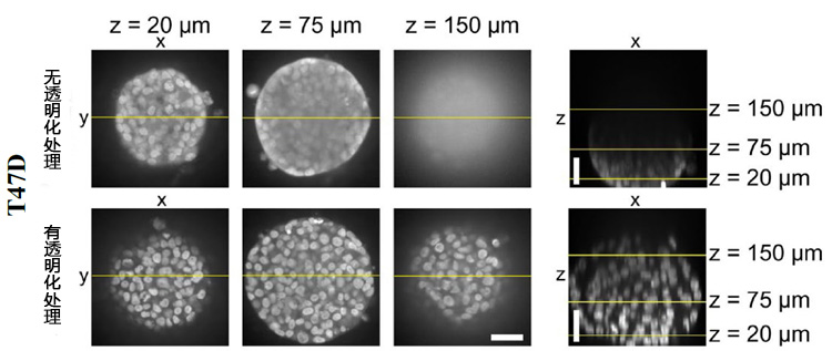 SCALEVIEW&#174;-S4 球状体&#183;细胞透明化试剂-细胞培养-wako富士胶片和光