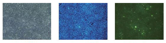 α-突触核蛋白聚集检测试剂盒-疾病研究-wako富士胶片和光