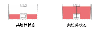 水平连接细胞共培养板-细胞培养板-wako富士胶片和光