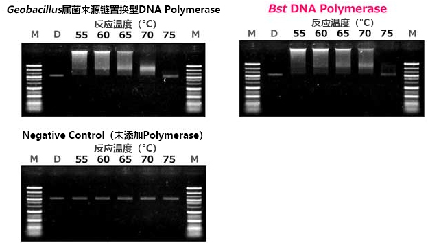 链置换酶 Bst DNA Polymerase-小分子与天然产物-wako富士胶片和光