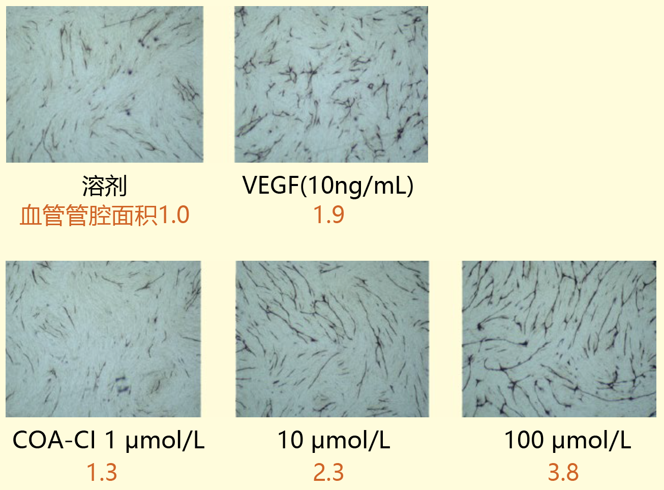 COA-Cl【2-Cl-C.OXT-A】                              类VEGF/NGF活性小分子化合物