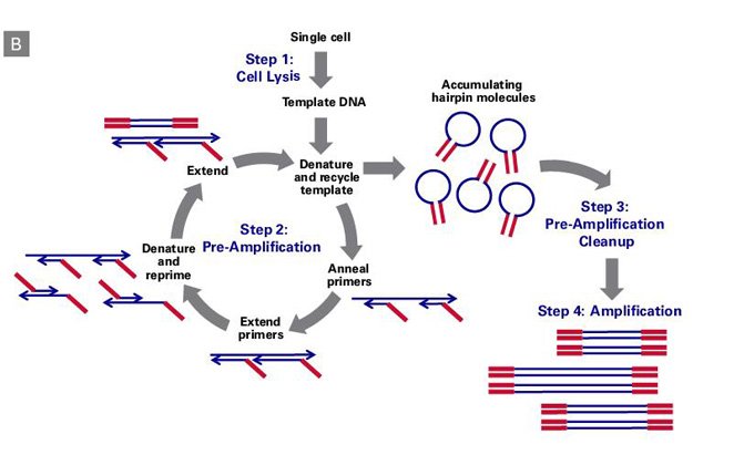 单细胞DNA-Seq分析