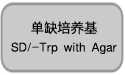 酵母双杂交文库构建