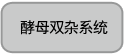 酵母双杂交文库构建