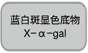 酵母双杂交文库构建