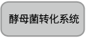 酵母双杂交文库构建