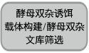 酵母双杂交文库构建