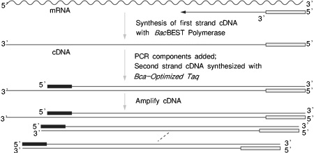 BcaBEST&trade; RNA PCR Kit Ver.1.1