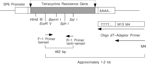 TaKaRa RNA PCR Kit (AMV) Ver.3.0