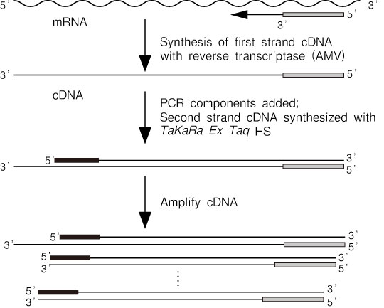 TaKaRa RNA PCR Kit (AMV) Ver.3.0