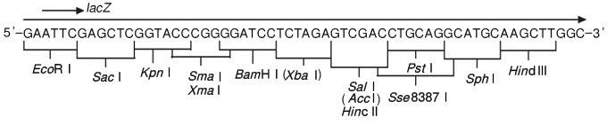 pSTV28 DNA