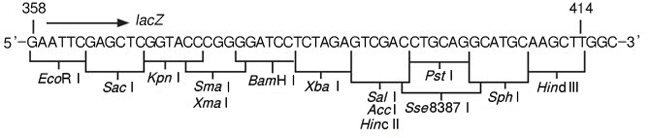 pTV118N DNA