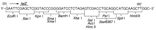 pUC118 DNA