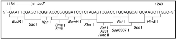 pHSG398 DNA
