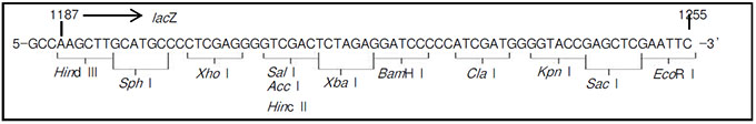 pHSG396 DNA