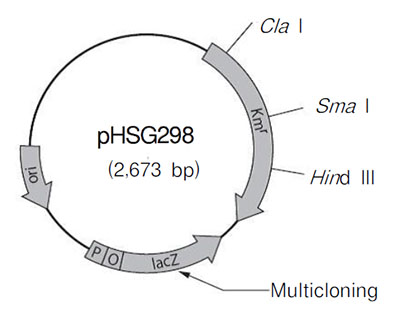 pHSG298 DNA
