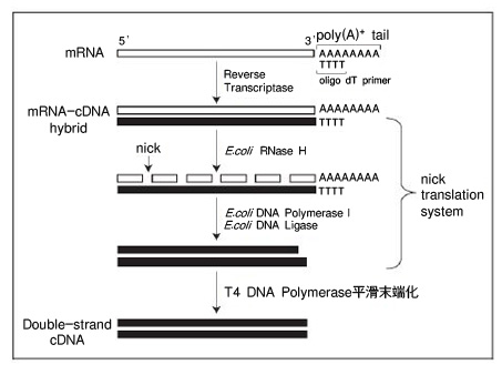 PrimeScript&trade; Double Strand cDNA Synthesis Kit