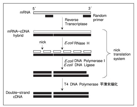 PrimeScript&trade; Double Strand cDNA Synthesis Kit